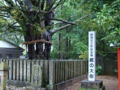 熊野速玉大社ナギの大樹